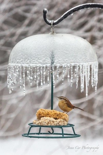 Nourrir les Oiseaux en Hiver